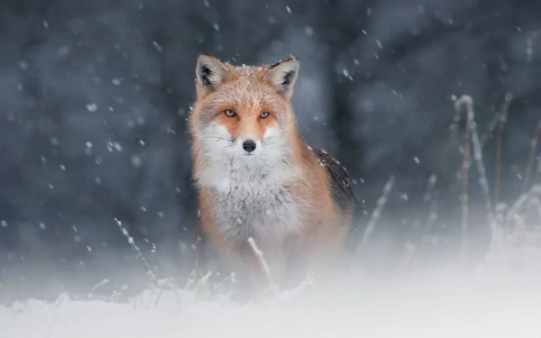 snowfall Animal fox HD Desktop Wallpaper | Background Image