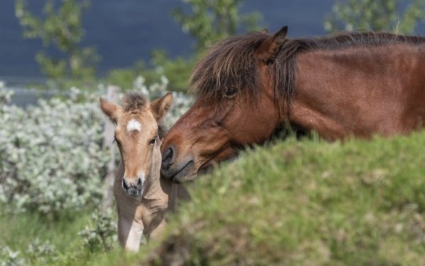 Animal Horse Foal Baby Animal HD Wallpaper | Background Image