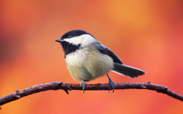 Animal chickadee HD Desktop Wallpaper | Background Image