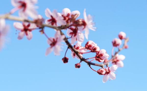 Nature Blossom Flowers HD Wallpaper | Background Image