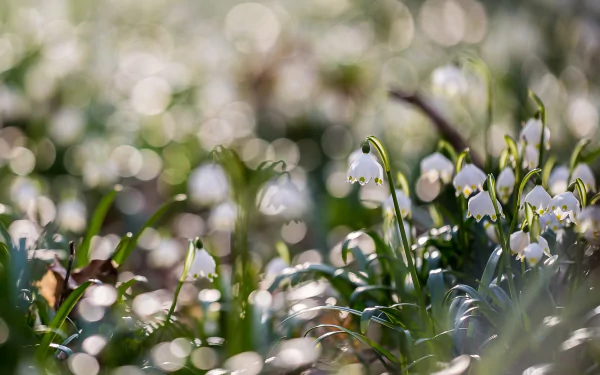 white flower nature snowdrop HD Desktop Wallpaper | Background Image