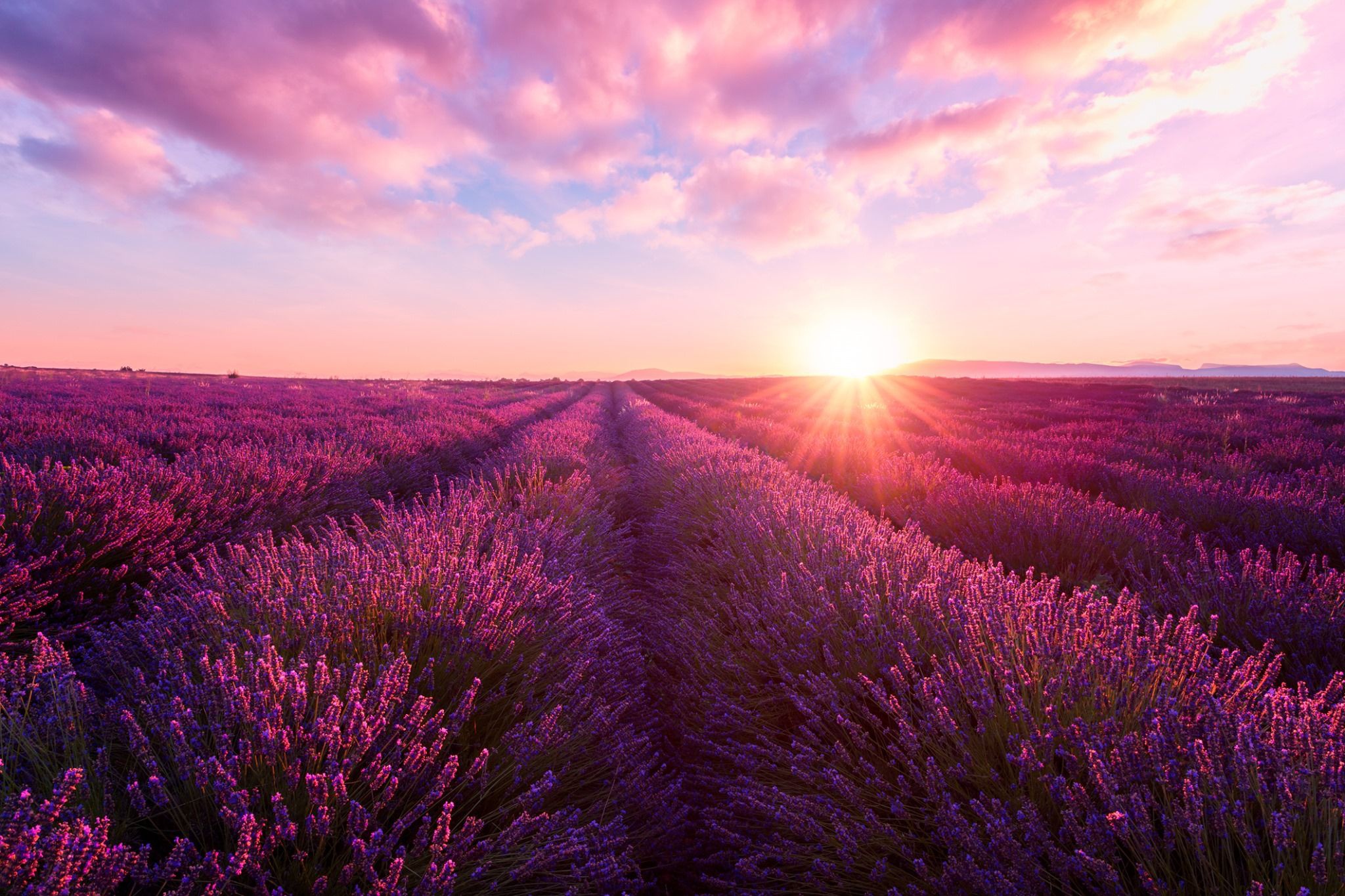 Nature Lavender HD Wallpaper | Background Image