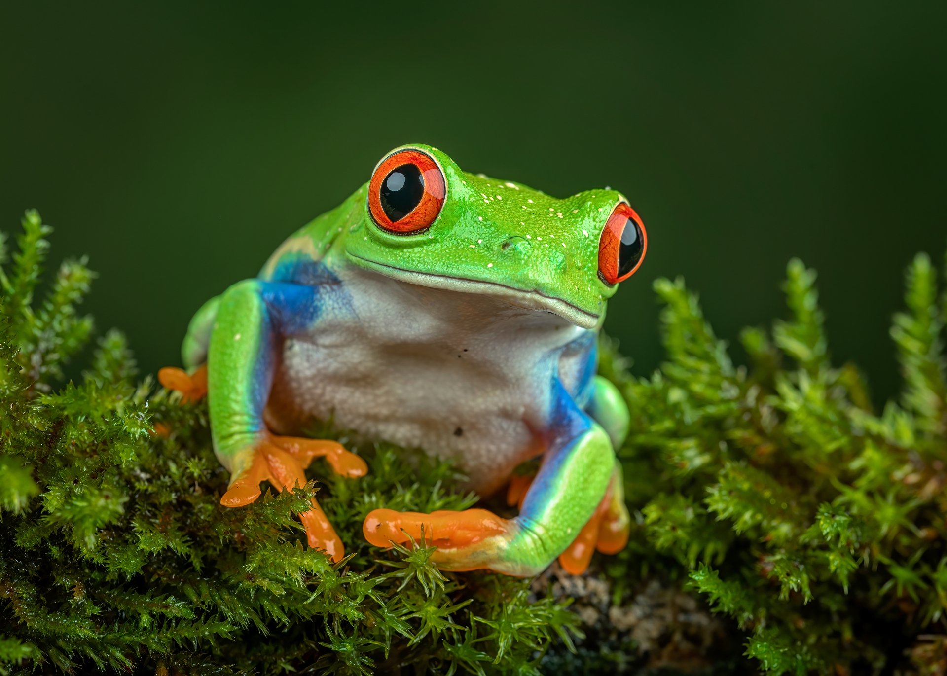 Download Macro Animal Red-eyed Tree Frog 4k Ultra HD Wallpaper