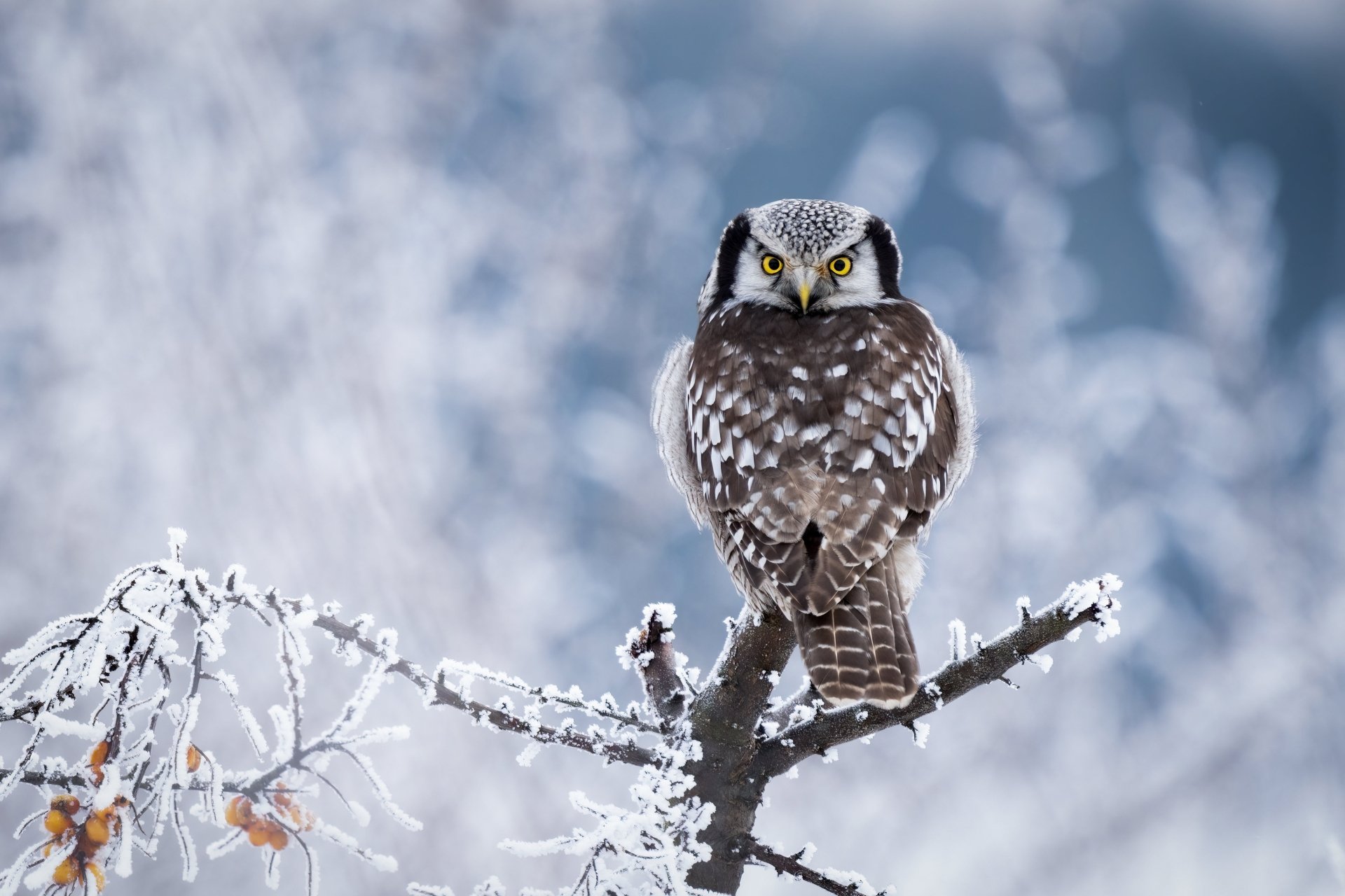 Download Animal Owl 4k Ultra HD Wallpaper