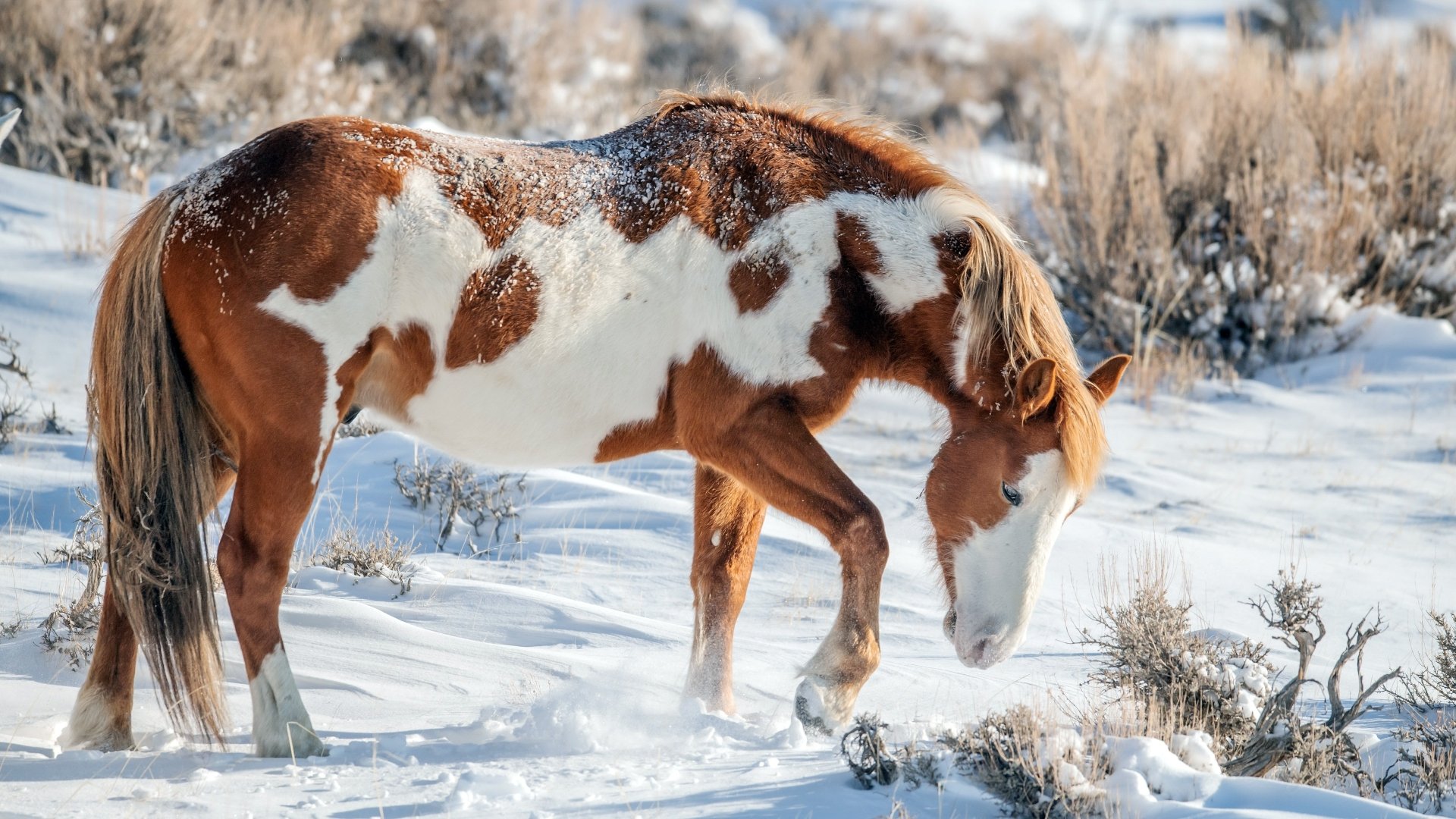A brown and white horse standing in a snowy landscape, captured in stunning 4K Ultra HD quality for a PC desktop wallpaper.