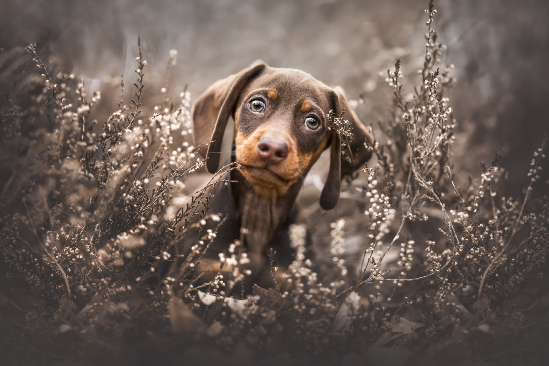 Download Animal Dachshund HD Wallpaper