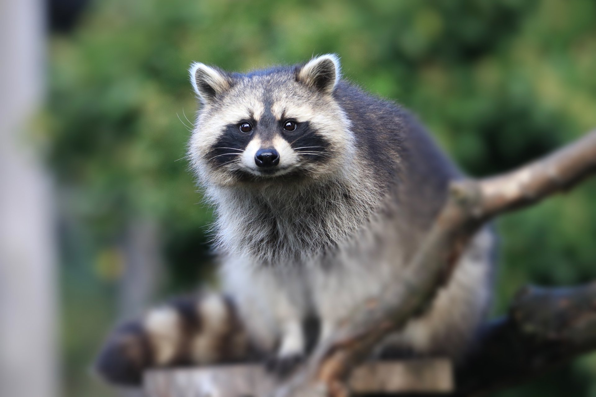 Download Animal Raccoon 4k Ultra HD Wallpaper