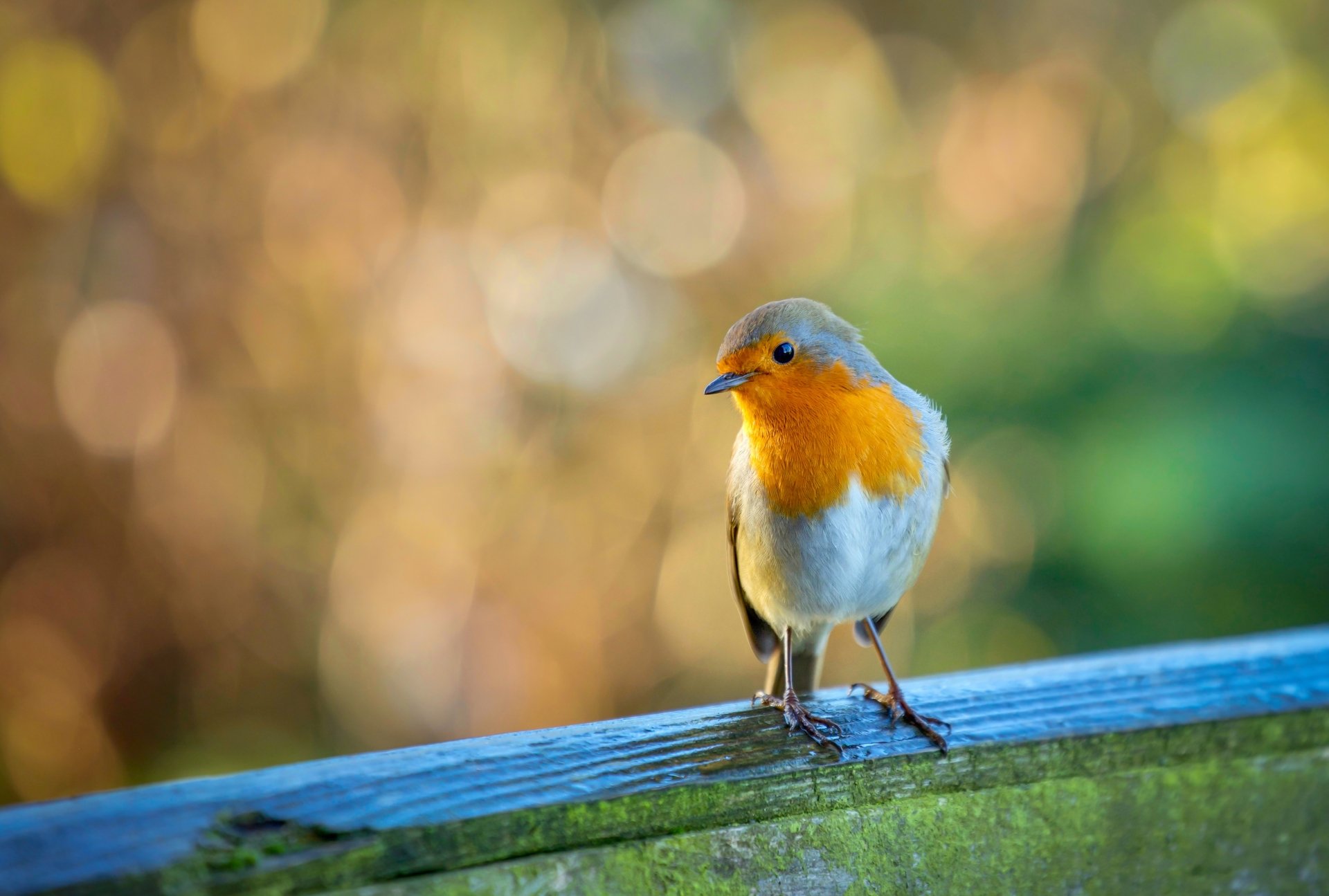 Download Animal Robin 4k Ultra HD Wallpaper