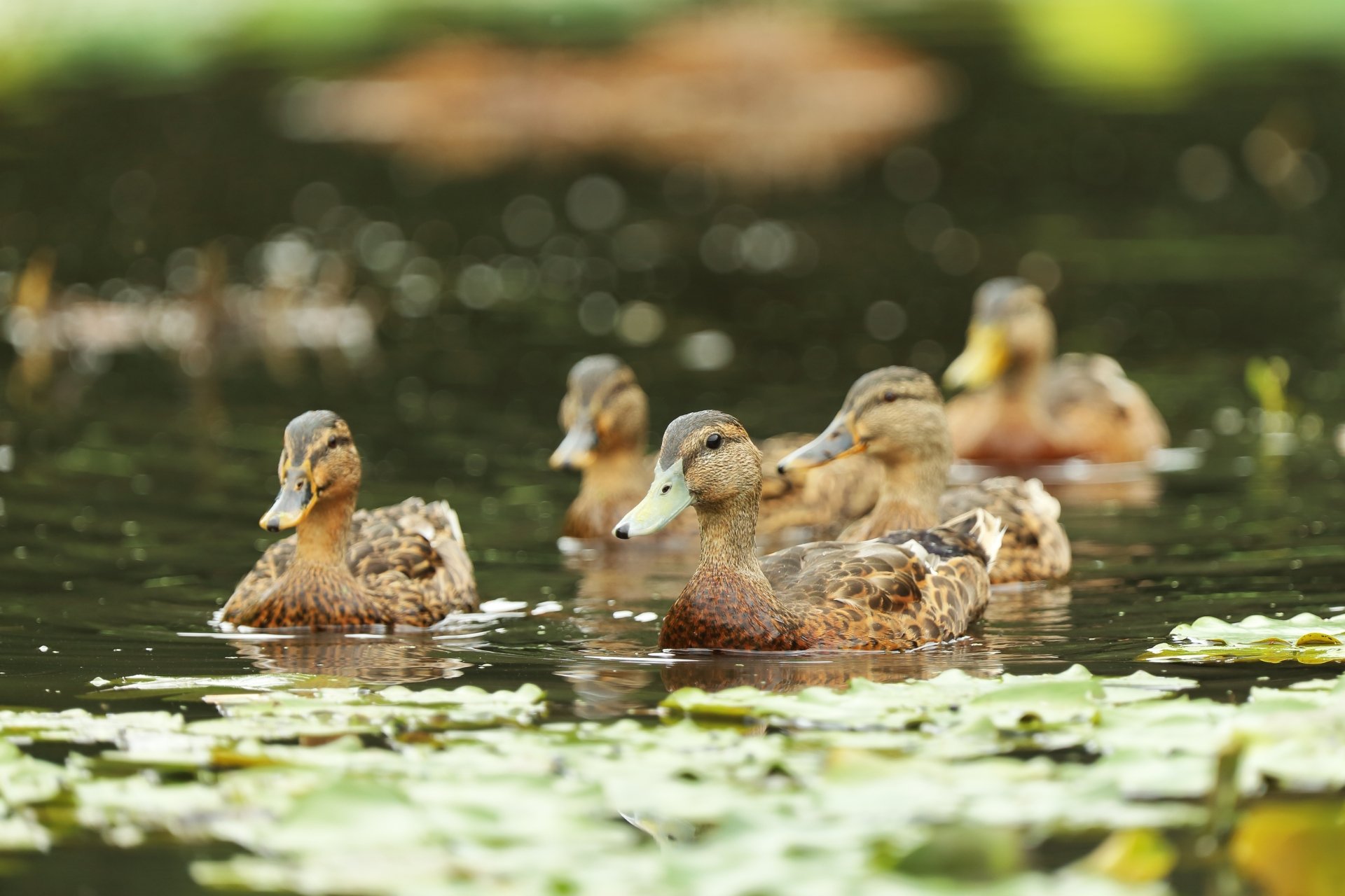 Download Animal Duck 4k Ultra HD Wallpaper