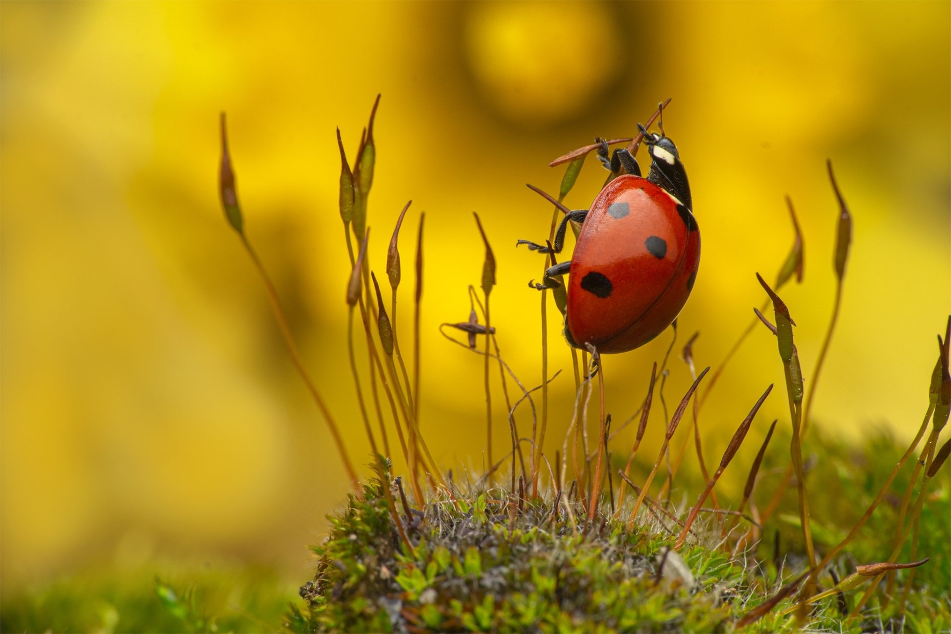 Animal Ladybug HD Wallpaper