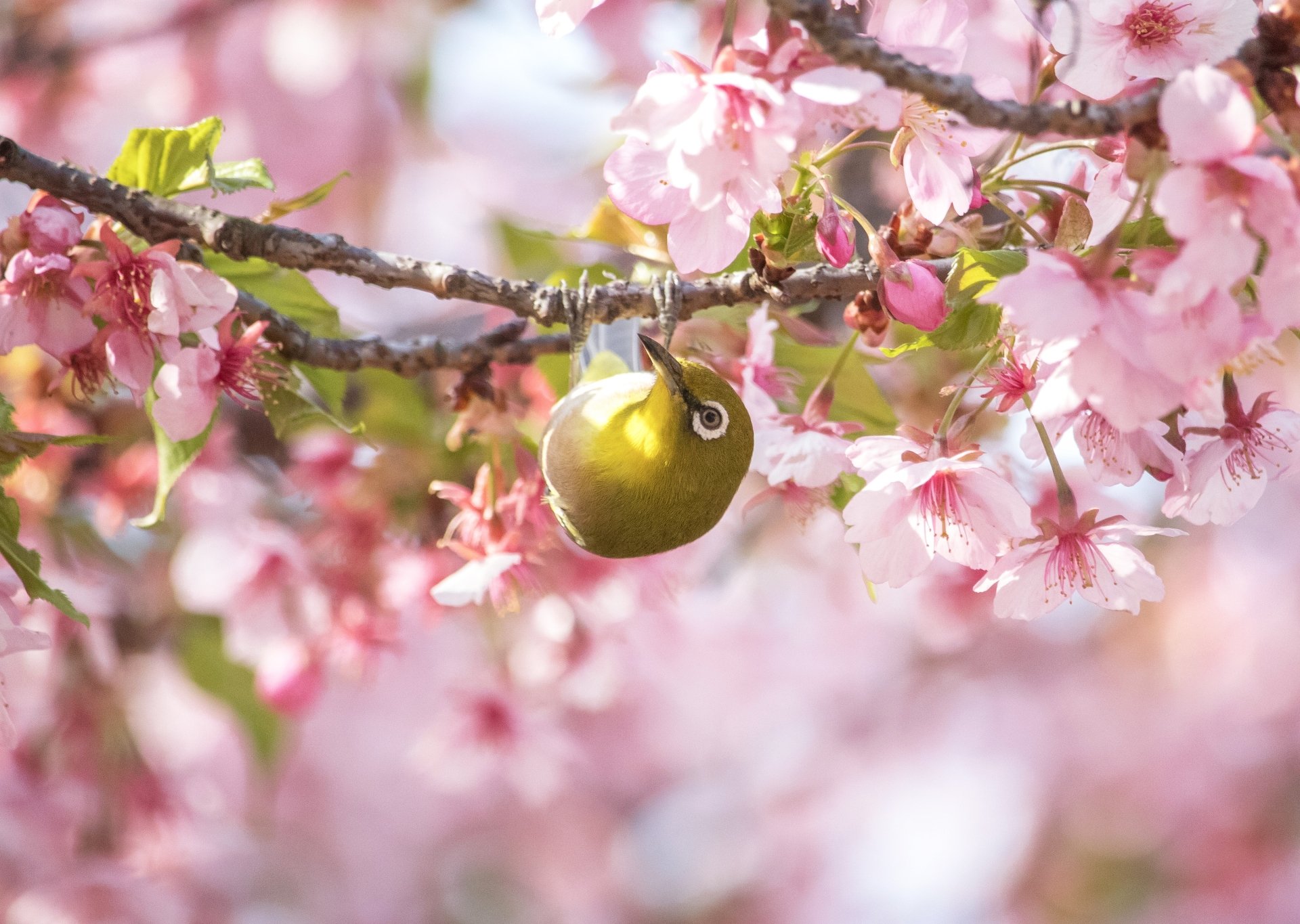 Download Blossom Animal Japanese White-eye 4k Ultra HD Wallpaper