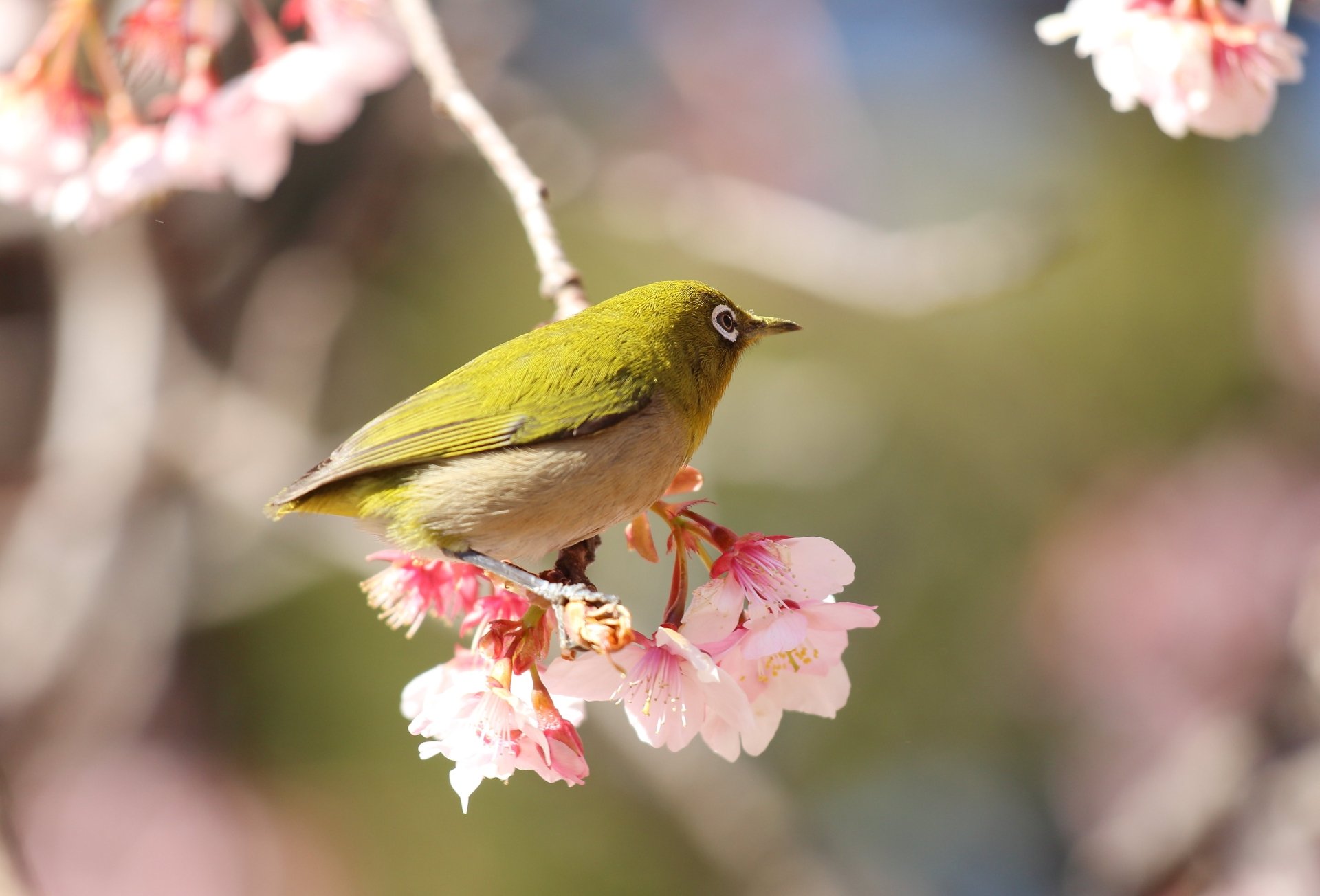 Download Animal Japanese White-eye 4k Ultra HD Wallpaper