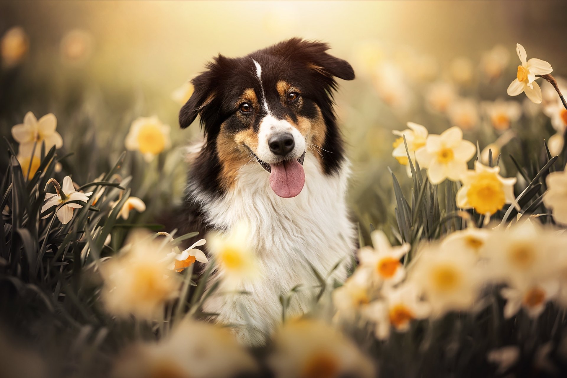 Download Animal Shetland Sheepdog HD Wallpaper