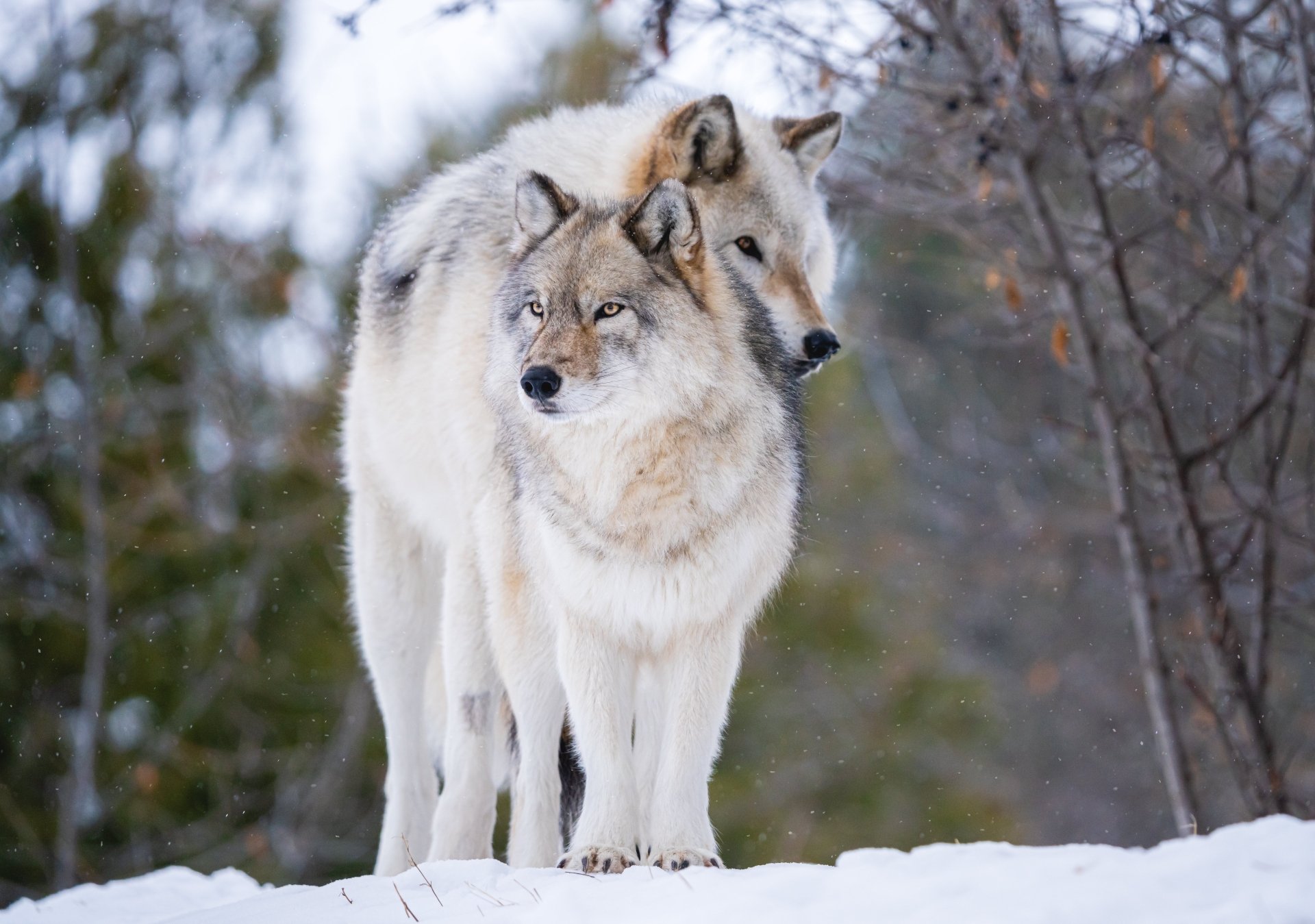 Download Animal Wolf 4k Ultra HD Wallpaper