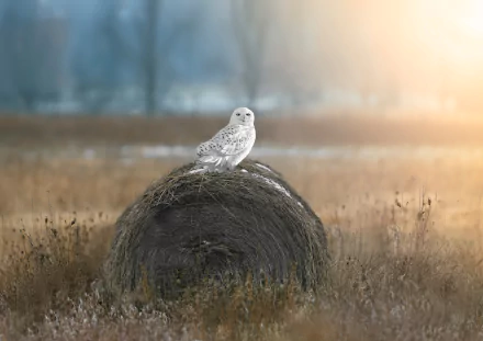 Animal snowy owl HD Desktop Wallpaper | Background Image
