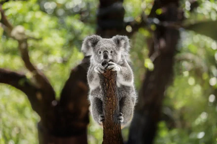 HD PC desktop wallpaper of a koala clinging to a tree branch with a blurred green forest background.