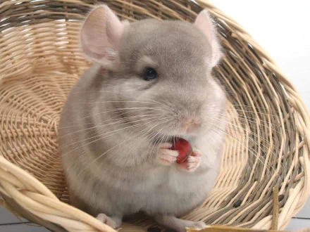 A close-up of a chinchilla sitting in a woven basket, holding a piece of food. This adorable animal makes for a charming HD desktop wallpaper and background.