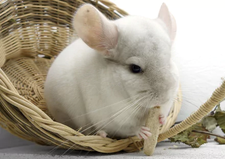 A charming chinchilla sits in a woven basket, nibbling on a treat. This HD desktop wallpaper captures the adorable essence of this fluffy animal.