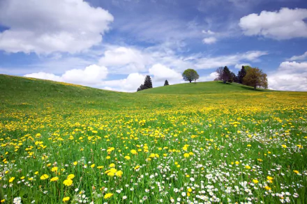 nature meadow HD Desktop Wallpaper | Background Image