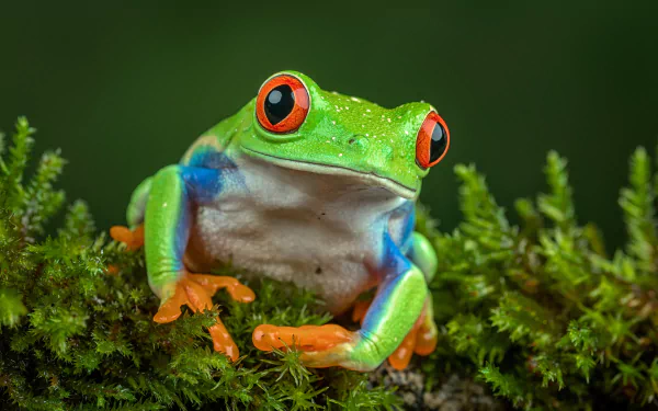 macro Animal red-eyed tree frog HD Desktop Wallpaper | Background Image