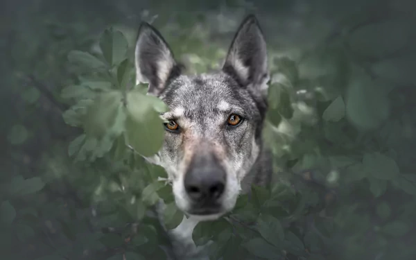 Animal wolfdog HD Desktop Wallpaper | Background Image