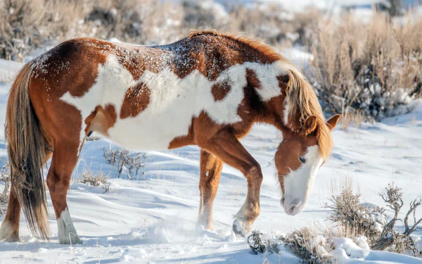A brown and white horse standing in a snowy landscape, captured in stunning 4K Ultra HD quality for a PC desktop wallpaper.