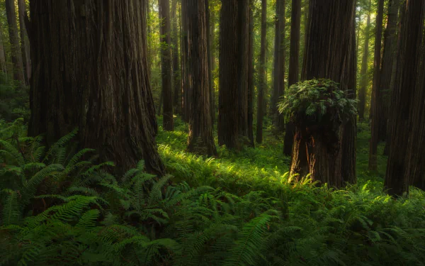  Redwood Forest