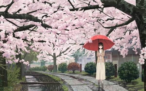 Anime Girl Rain Umbrella Cherry Blossom Sakura HD Wallpaper | Background Image