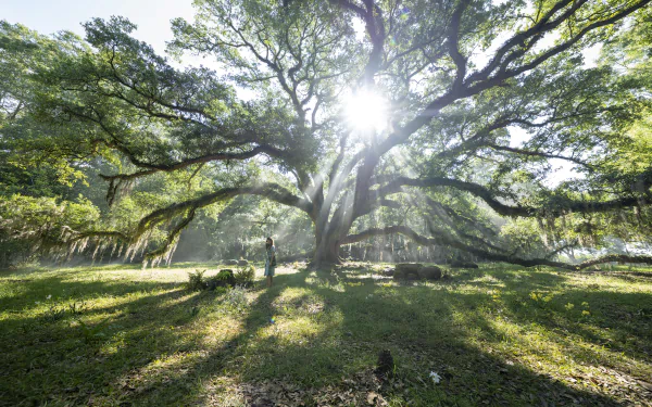 movie Where the Crawdads Sing HD Desktop Wallpaper | Background Image