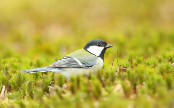 Animal titmouse HD Desktop Wallpaper | Background Image