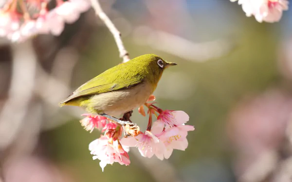Animal Japanese white-eye HD Desktop Wallpaper | Background Image