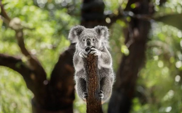 HD PC desktop wallpaper of a koala clinging to a tree branch with a blurred green forest background.