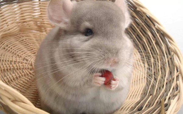 A close-up of a chinchilla sitting in a woven basket, holding a piece of food. This adorable animal makes for a charming HD desktop wallpaper and background.