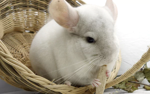 A charming chinchilla sits in a woven basket, nibbling on a treat. This HD desktop wallpaper captures the adorable essence of this fluffy animal.