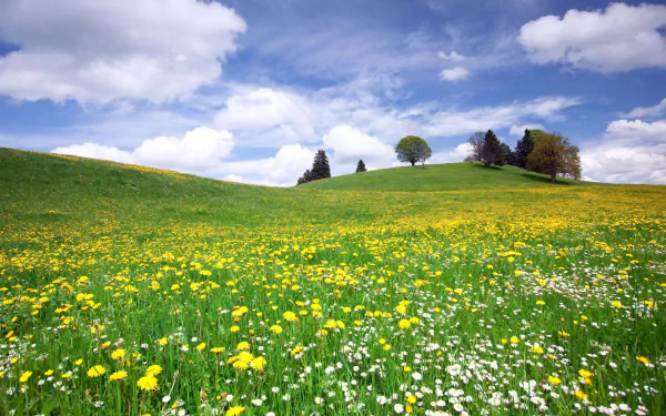nature meadow HD Desktop Wallpaper | Background Image