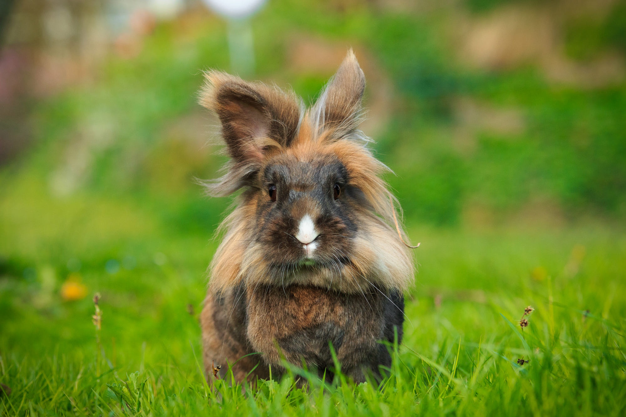 Download Animal Rabbit HD Wallpaper