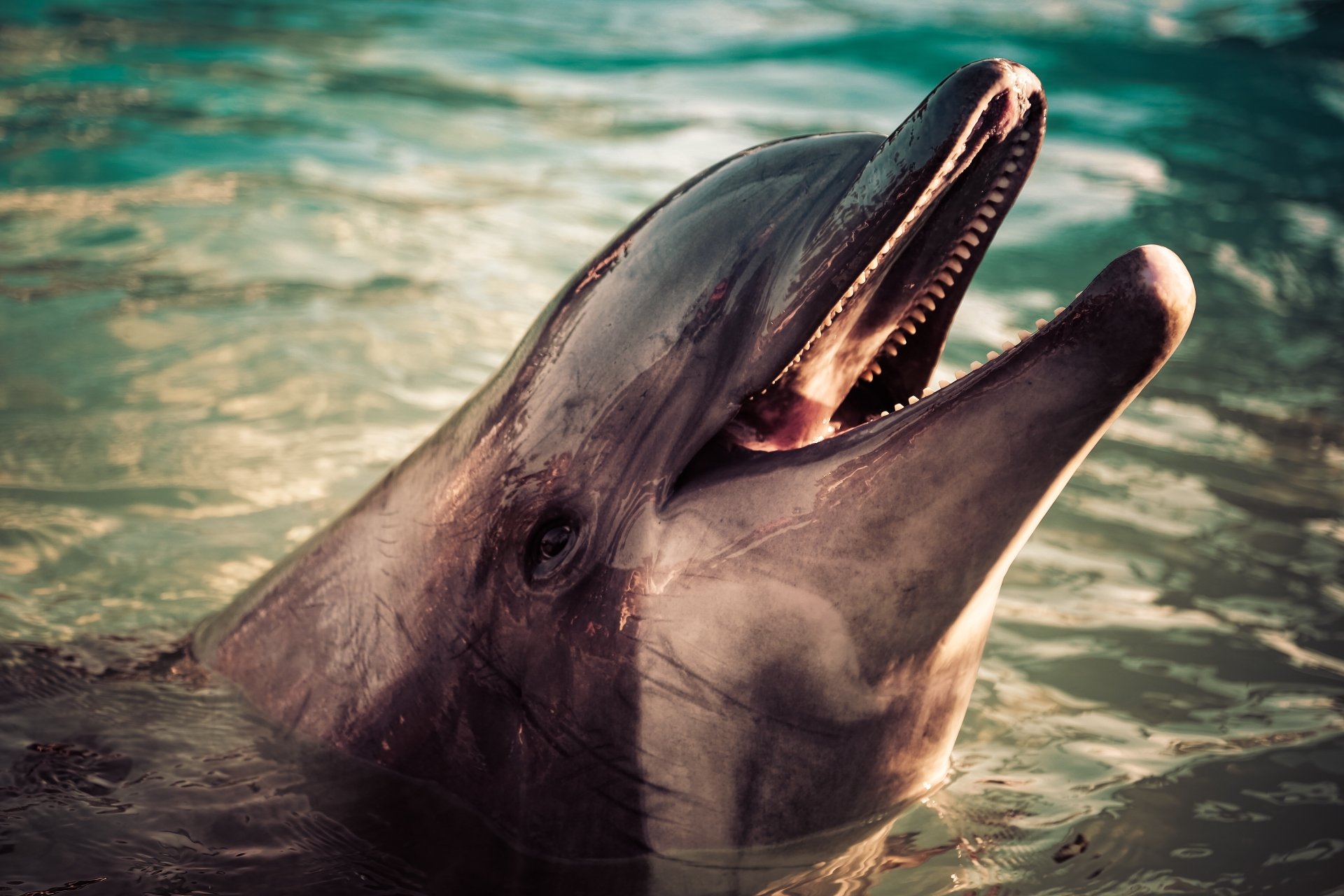 Download Animal Dolphin 4k Ultra HD Wallpaper