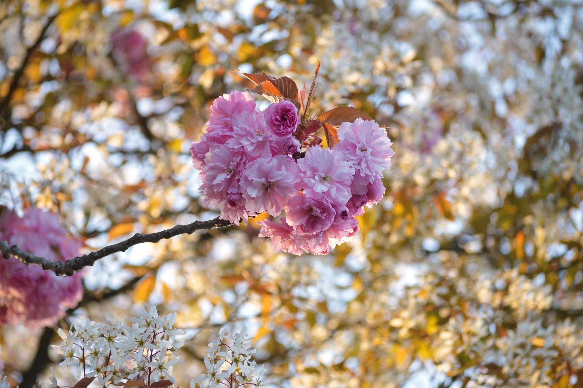 Download Nature Sakura HD Wallpaper