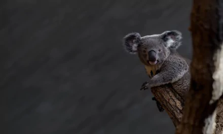 HD PC desktop wallpaper featuring a close-up of a koala clinging to a tree branch against a dark, blurred background.