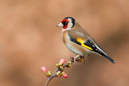 european goldfinch Animal goldfinch HD Desktop Wallpaper | Background Image