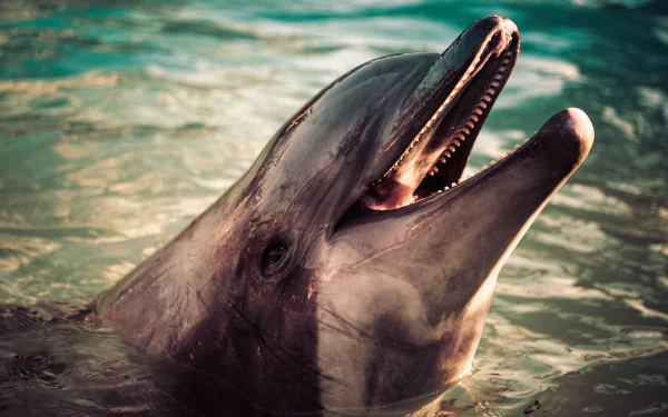 Animal dolphin HD Desktop Wallpaper | Background Image