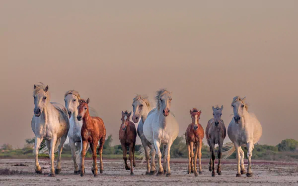 herd Animal horse HD Desktop Wallpaper | Background Image