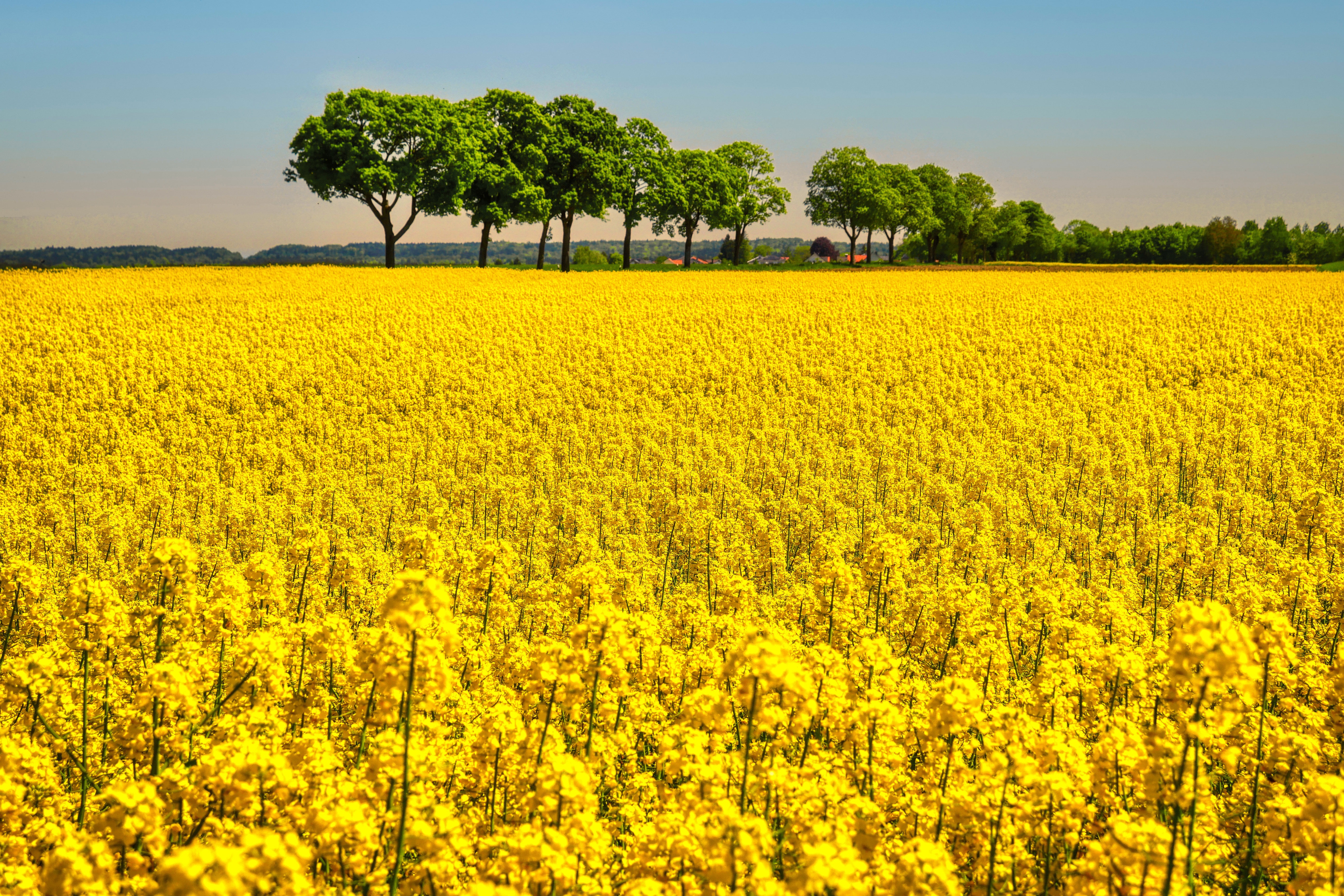 400+ 4K Yellow Flower Wallpapers | Background Images