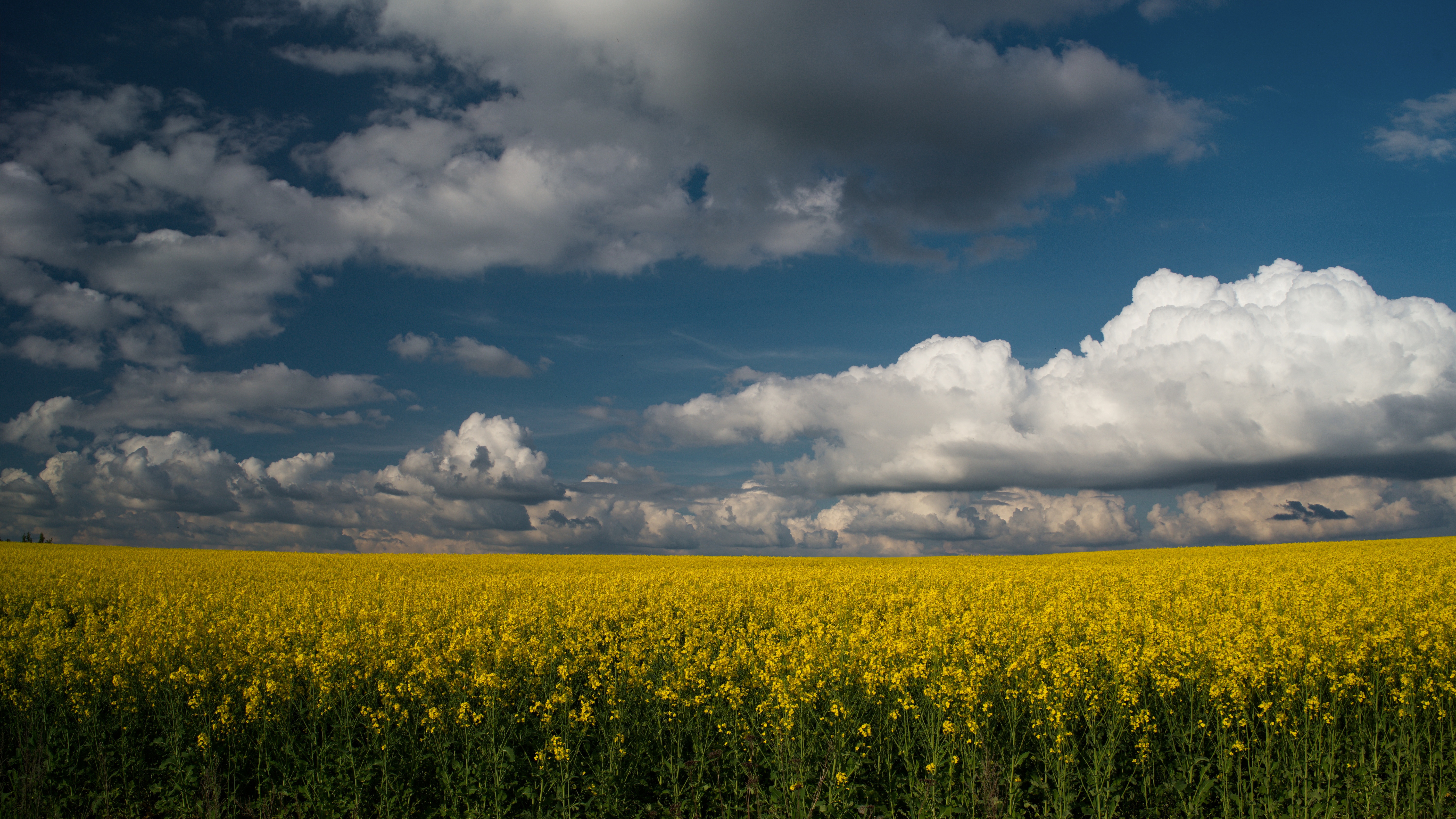 Earth Rapeseed HD Wallpaper | Background Image