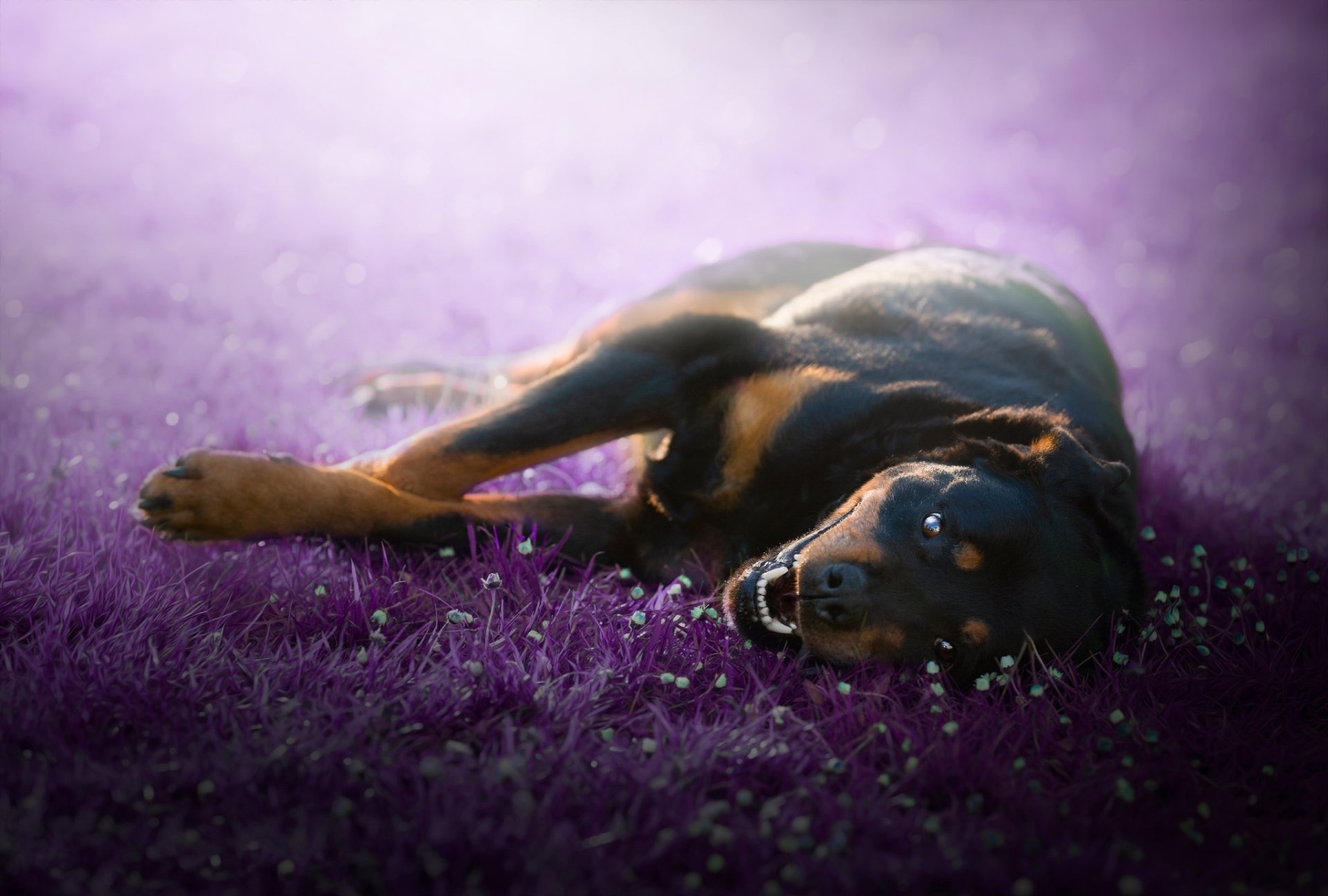 Download Animal Rottweiler HD Wallpaper