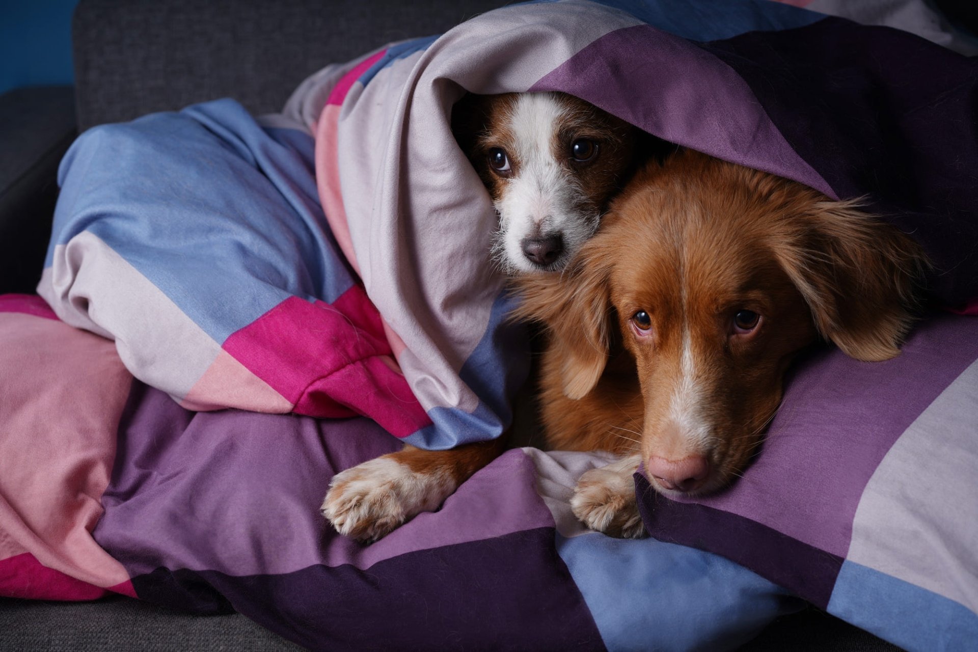 Download Animal Dog HD Wallpaper | 2000x1333 | Wallpaper Abyss