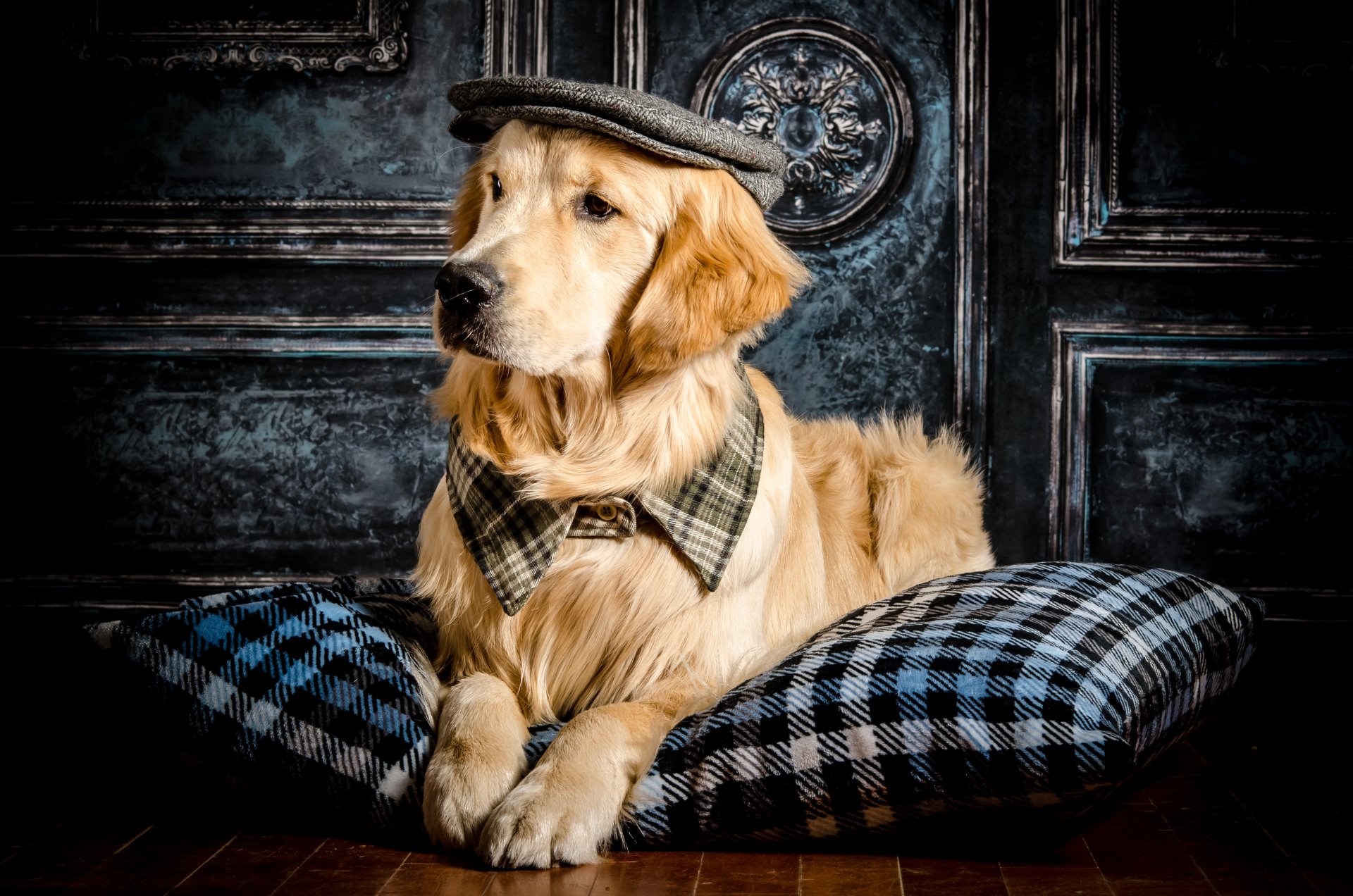 Download Animal Golden Retriever 4k Ultra HD Wallpaper