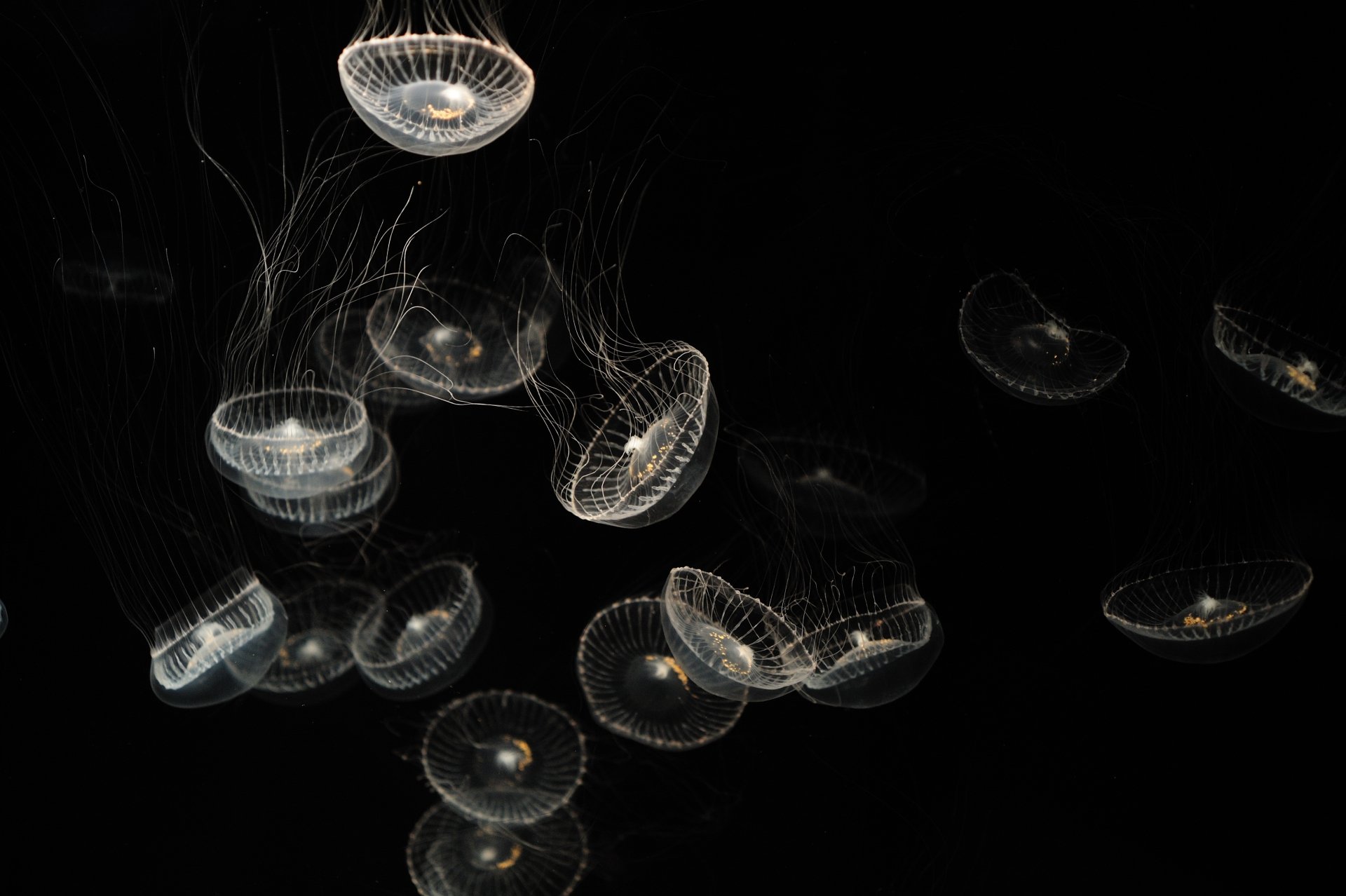 A cluster of translucent jellyfish floating gracefully against a black background, captured in stunning 4K Ultra HD for a PC desktop wallpaper.