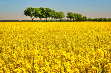 yellow flower nature rapeseed HD Desktop Wallpaper | Background Image