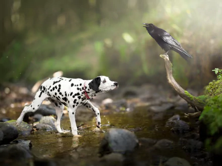  Puppy dalmatian meeting his first crow